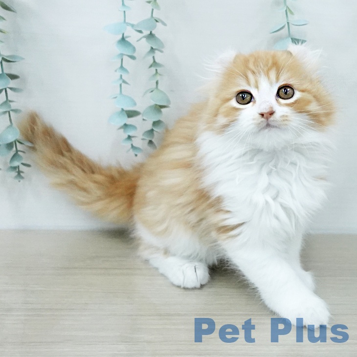 埼玉県のアメリカンカール (ペットプラス 与野店/2026年1月5日生まれ/男の子/レッドタビーホワイト)の子猫の1枚目の画像