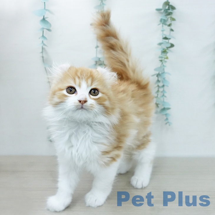 埼玉県のアメリカンカール (ペットプラス 与野店/2026年1月5日生まれ/男の子/レッドタビーホワイト)の子猫の2枚目の画像