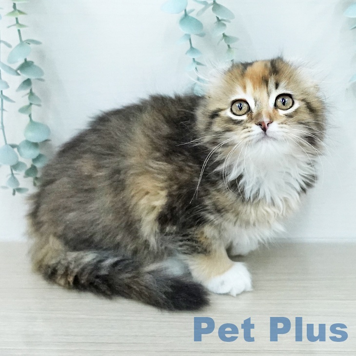 アメリカンカール