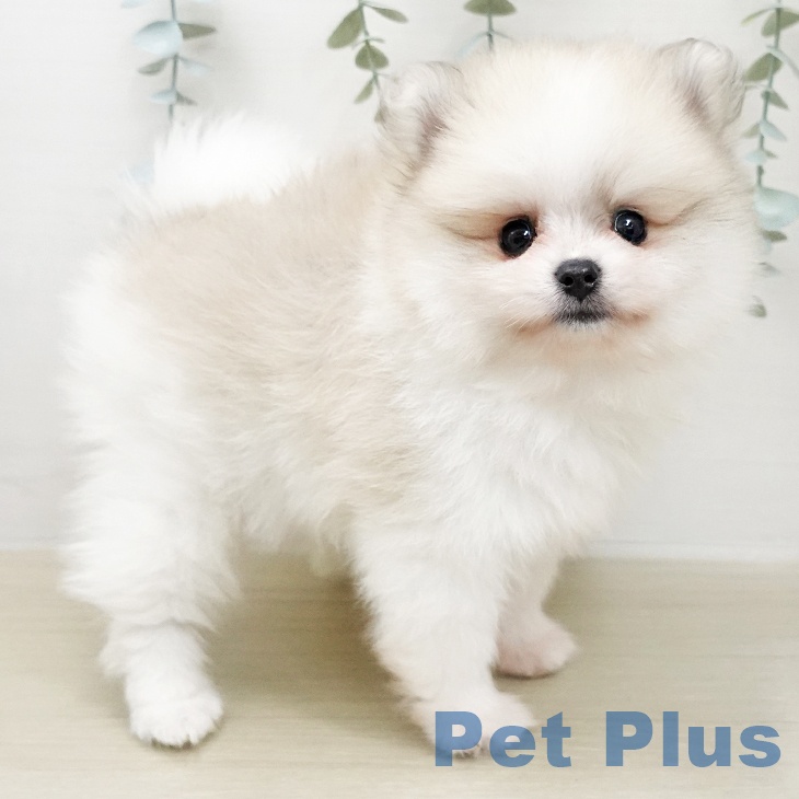 ポメラニアンの写真2