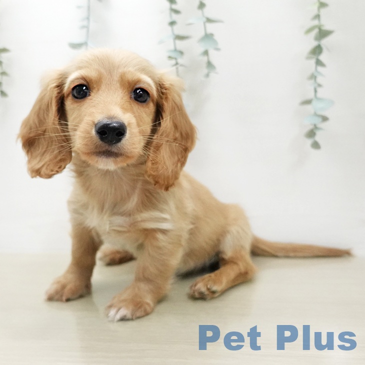 神奈川県のミニチュアダックスフンド(ロング) (ペットプラス 武蔵小杉店/2026年1月2日生まれ/男の子/ゴールド)の子犬の2枚目の画像