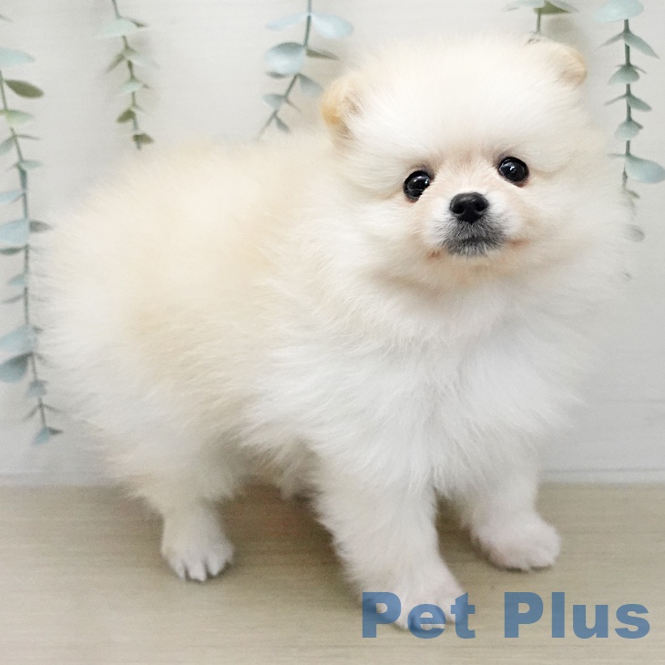 ポメラニアンの写真2