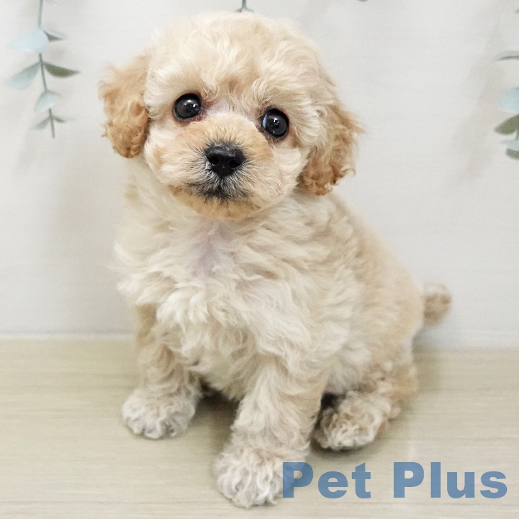 トイ・プードル