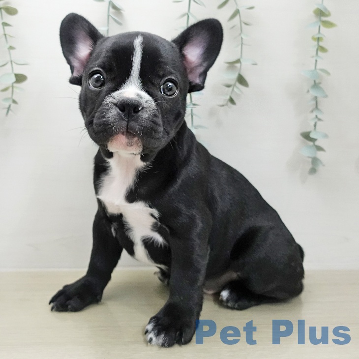 フレンチ・ブルドッグの写真2