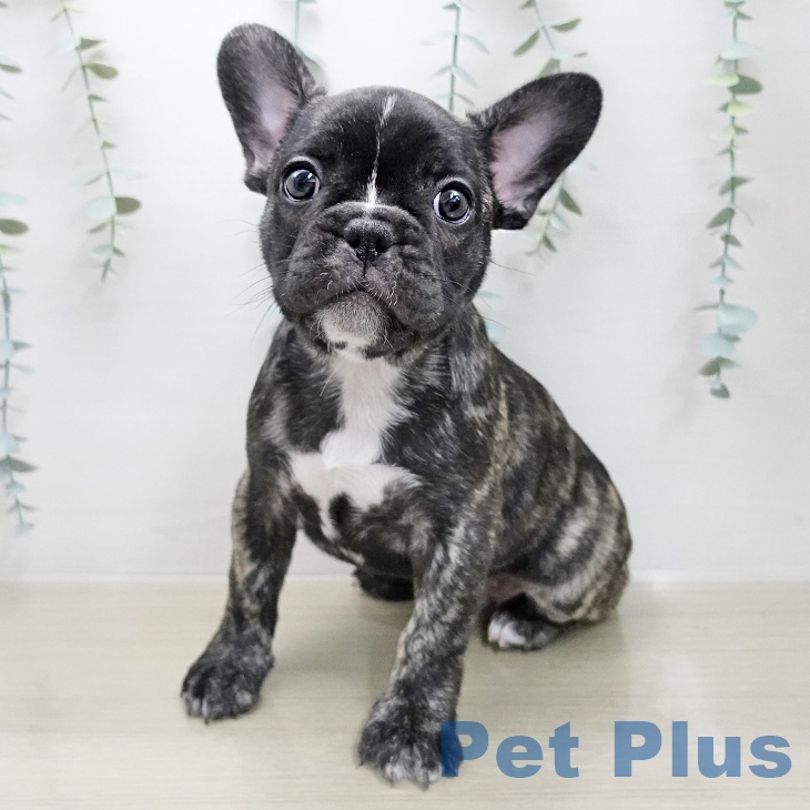 フレンチ・ブルドッグ