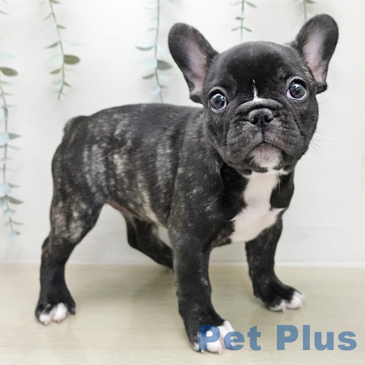 フレンチ・ブルドッグ