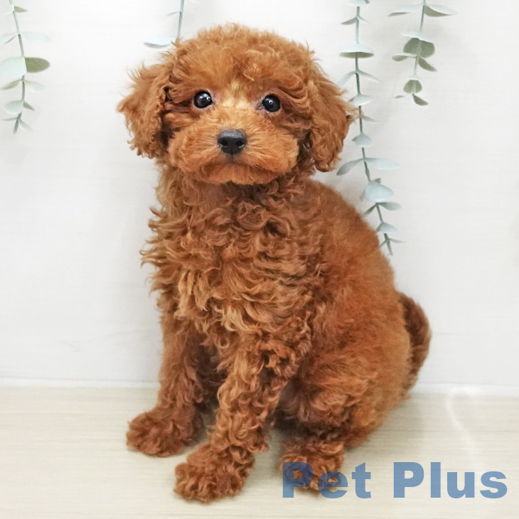 トイ・プードルの写真2