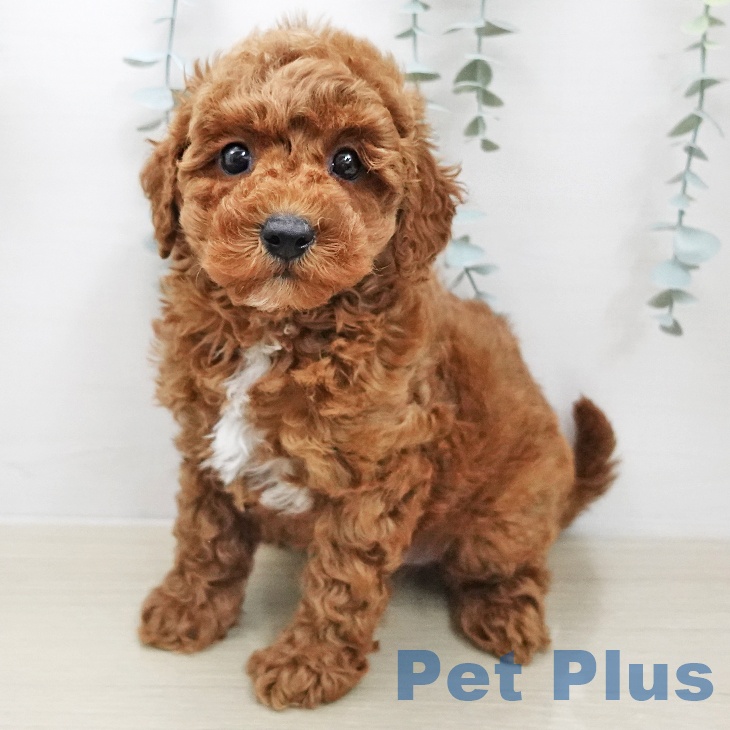 トイ・プードル