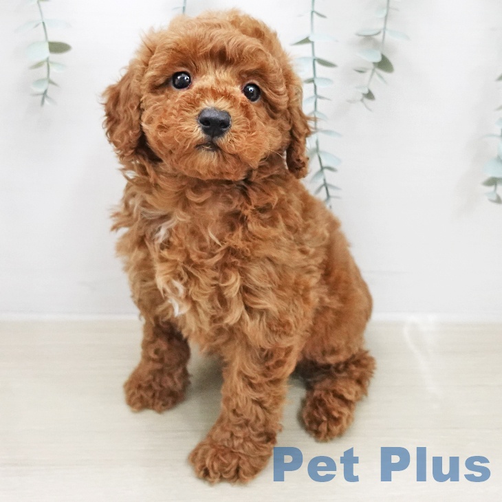 トイ・プードル