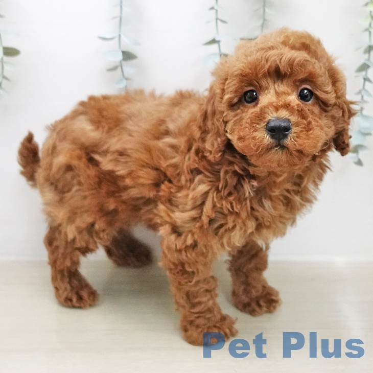 トイ・プードルの写真2