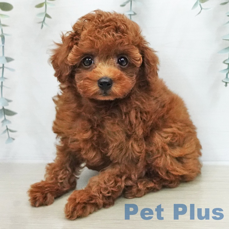 トイ・プードル