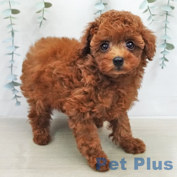 トイ・プードルの写真2