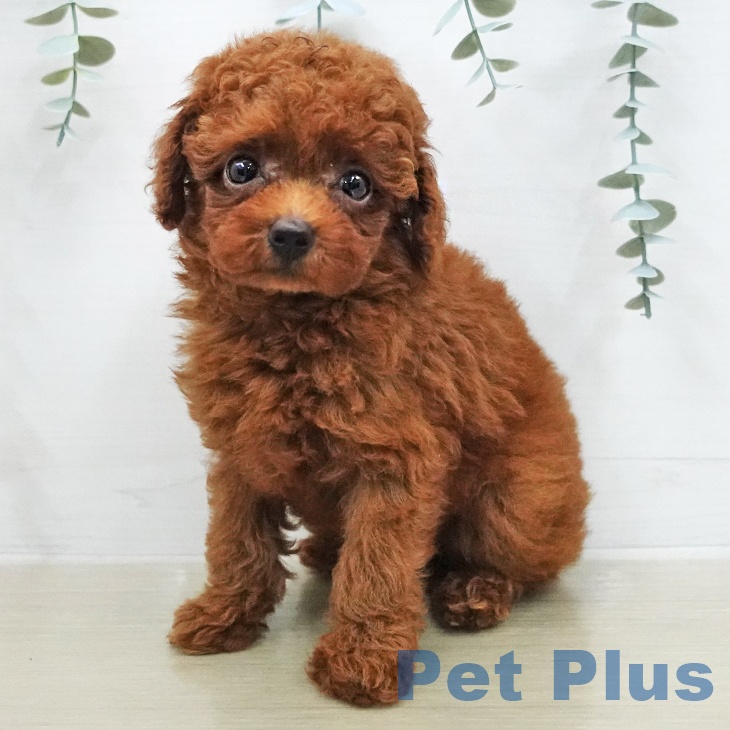 トイ・プードル