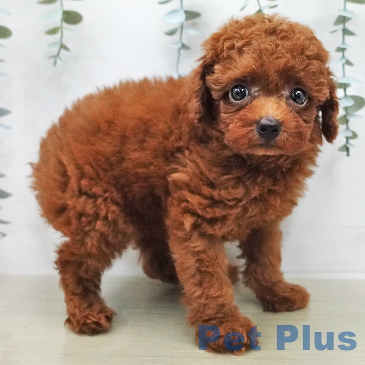 トイ・プードルの写真2