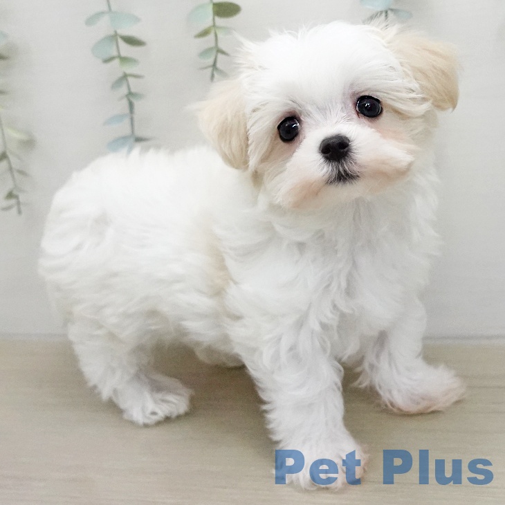 マルチーズの写真2