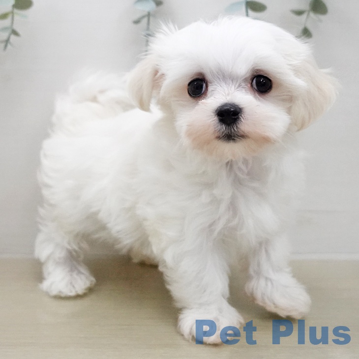 埼玉県のマルチーズ (ペッツワン 新座店/2026年1月6日生まれ/男の子/ホワイト)の子犬の2枚目の画像
