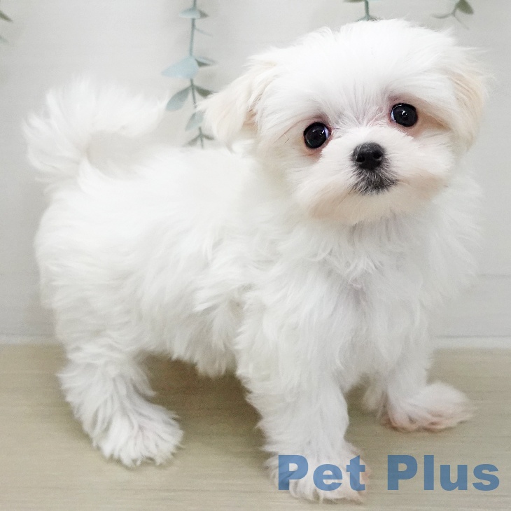 埼玉県のマルチーズ (ペットプラス クレアモール川越店/2026年1月6日生まれ/女の子/ホワイト)の子犬の1枚目の画像