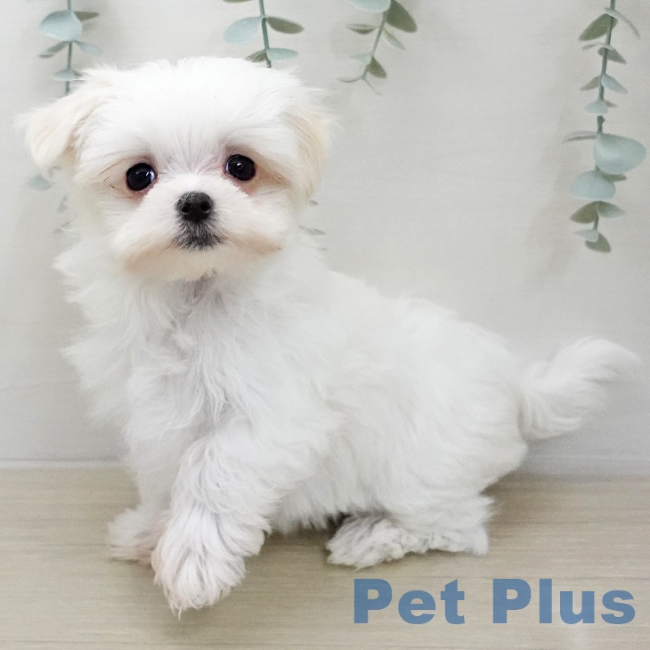 埼玉県のマルチーズ (ペットプラス クレアモール川越店/2026年1月6日生まれ/女の子/ホワイト)の子犬の2枚目の画像