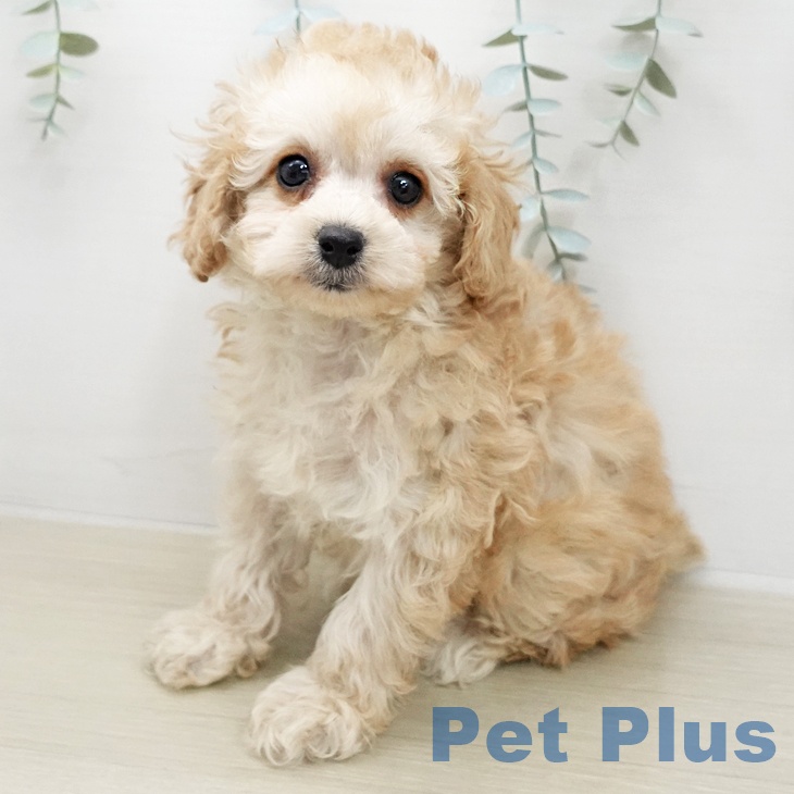 トイ・プードル