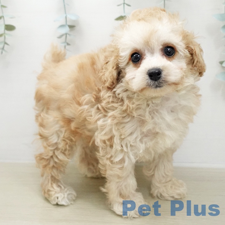 トイ・プードルの写真2