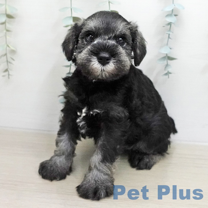 ミニチュア・シュナウザー