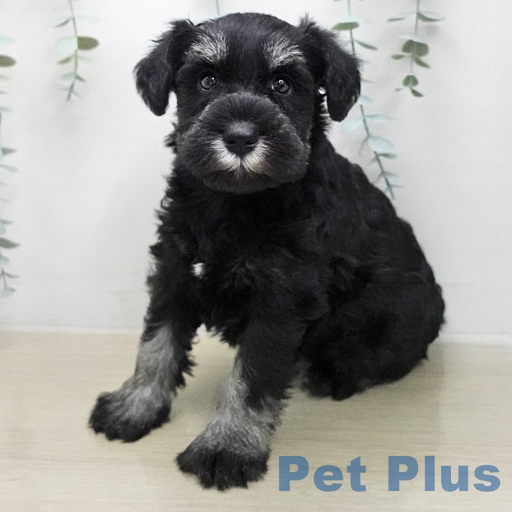 ミニチュア・シュナウザー