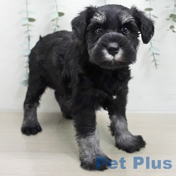 ミニチュア・シュナウザーの写真2