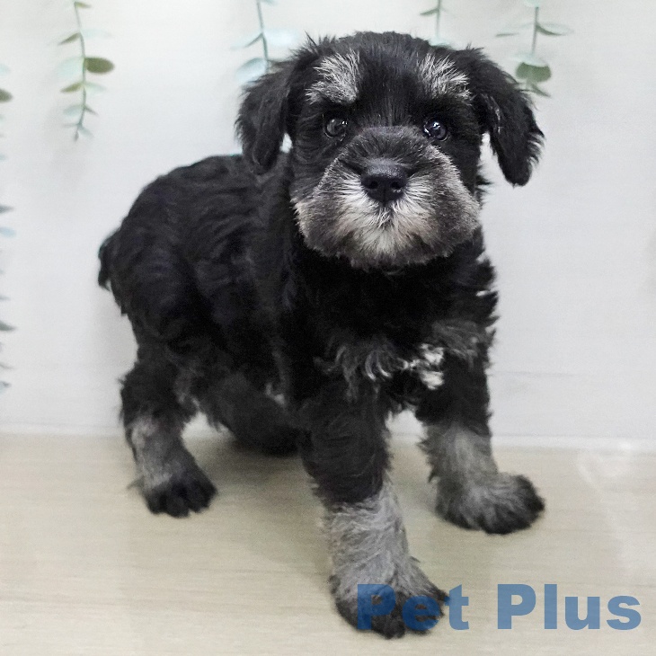 埼玉県のミニチュアシュナウザー (ペッツワン 新座店/2026年1月7日生まれ/女の子/ブラックシルバー)の子犬の1枚目の画像