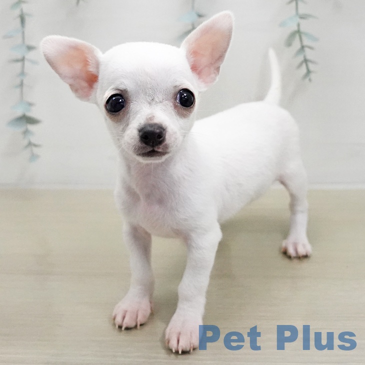 埼玉県のチワワ(ロング) (ペッツワン 新座店/2026年1月6日生まれ/男の子/ホワイト)の子犬の1枚目の画像