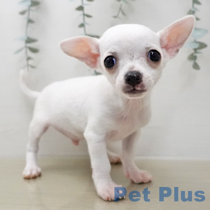 埼玉県のチワワ(ロング) (ペッツワン 新座店/2026年1月6日生まれ/男の子/ホワイト)の子犬の2枚目の画像