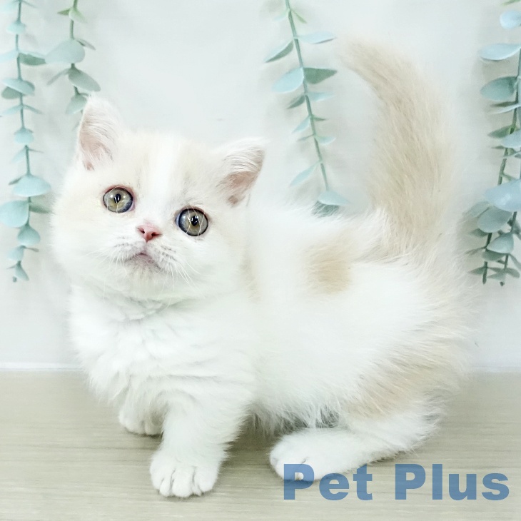 東京都のミヌエット (ペットプラス アクアシティお台場店/2025年12月28日生まれ/男の子/クリームホワイト)の子猫の1枚目の画像