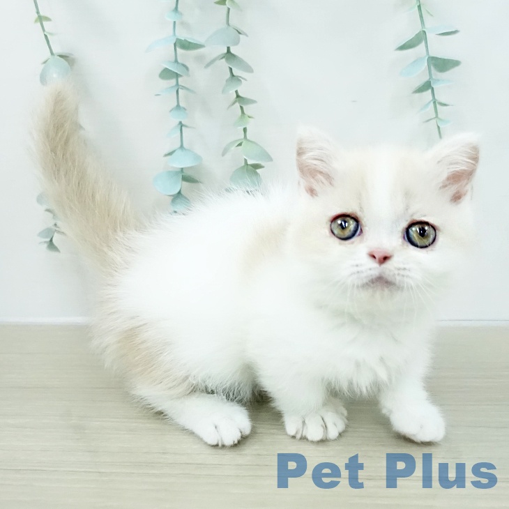 東京都のミヌエット (ペットプラス アクアシティお台場店/2025年12月28日生まれ/男の子/クリームホワイト)の子猫の2枚目の画像