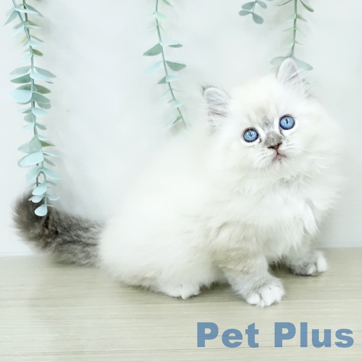 埼玉県のラグドール (ペッツワン 浦和美園店/2026年1月5日生まれ/男の子/シールリンクスポイントミテッド)の子猫の1枚目の画像