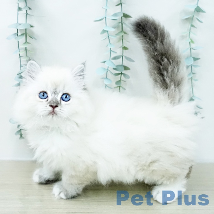 埼玉県のラグドール (ペッツワン 浦和美園店/2026年1月5日生まれ/男の子/シールリンクスポイントミテッド)の子猫の2枚目の画像