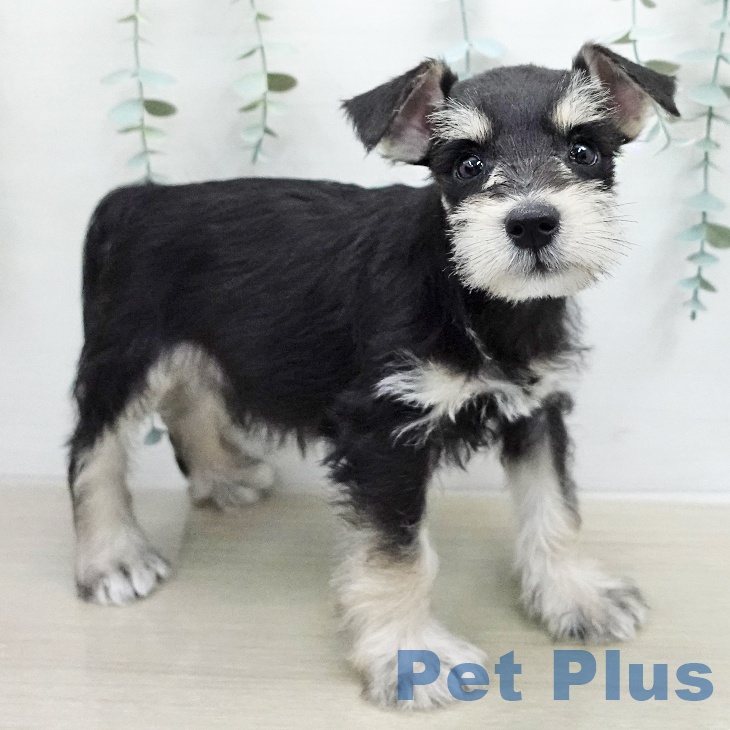 埼玉県のミニチュアシュナウザー (ペッツワン 浦和美園店/2026年1月5日生まれ/男の子/ブラックシルバー)の子犬の1枚目の画像