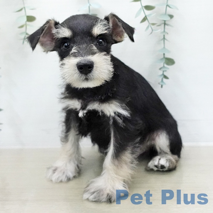 埼玉県のミニチュアシュナウザー (ペッツワン 浦和美園店/2026年1月5日生まれ/男の子/ブラックシルバー)の子犬の2枚目の画像