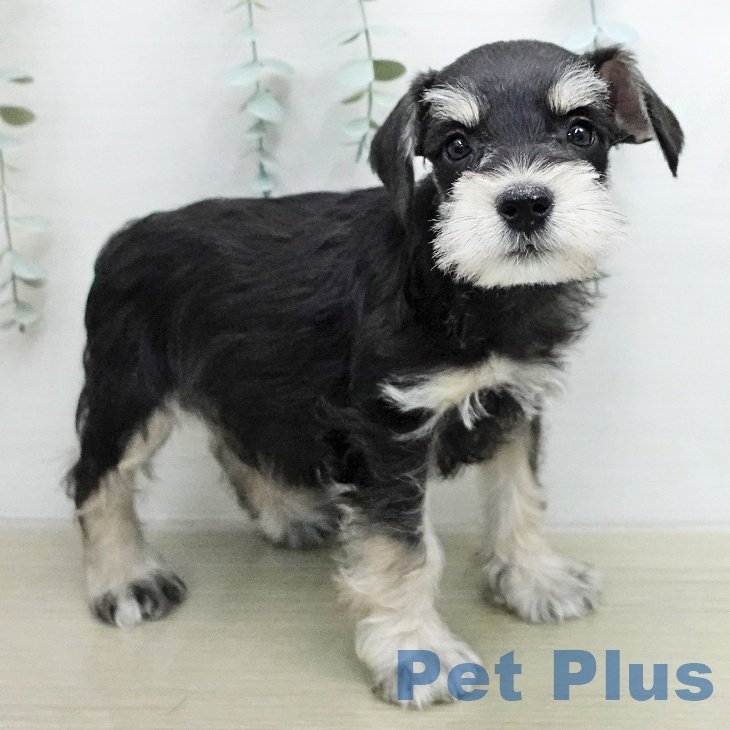 ミニチュア・シュナウザー