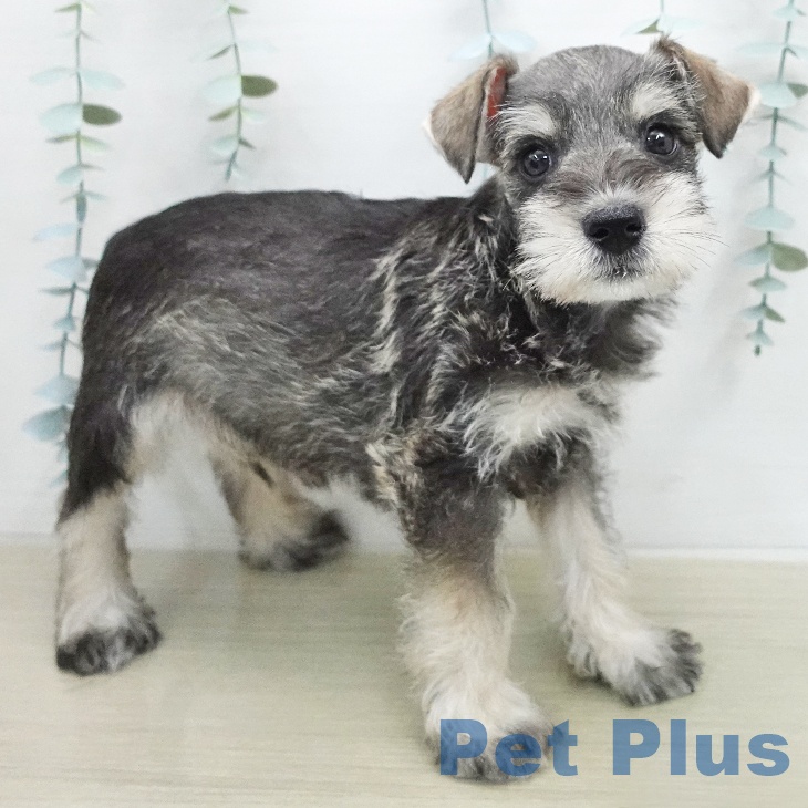 ミニチュア・シュナウザーの写真2