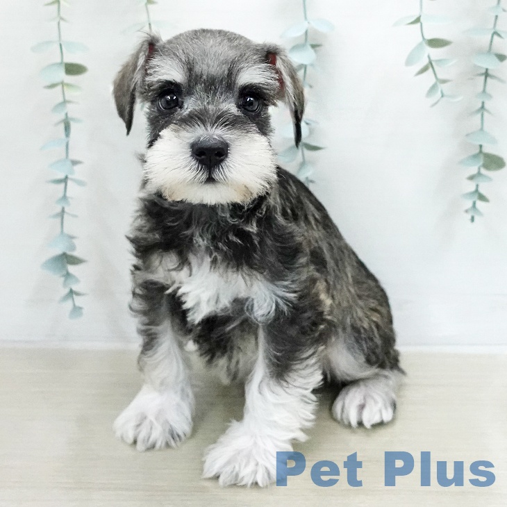 ミニチュア・シュナウザー