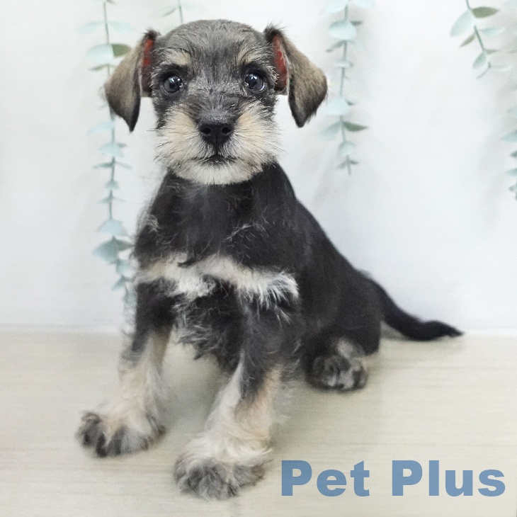 ミニチュア・シュナウザー