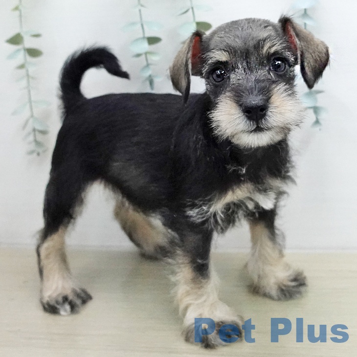 ミニチュア・シュナウザーの写真2