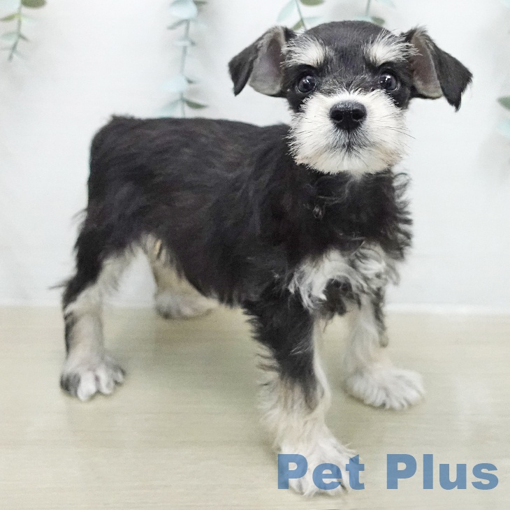 千葉県のミニチュアシュナウザー (ペットプラス 幕張新都心店/2026年1月5日生まれ/女の子/ブラックシルバー)の子犬の2枚目の画像