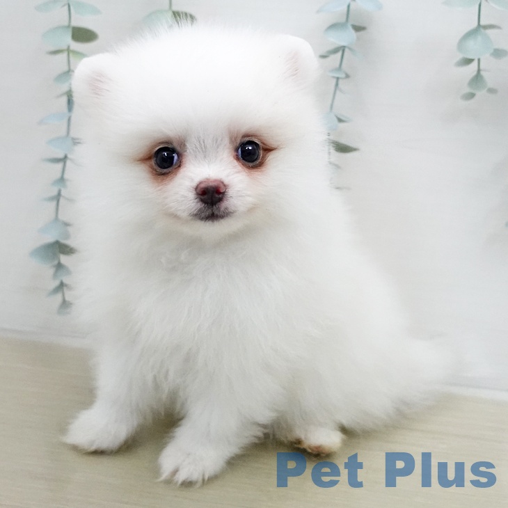ポメラニアンの写真2