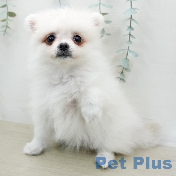 ポメラニアンの写真2