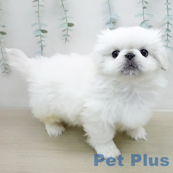 ペキニーズの写真2