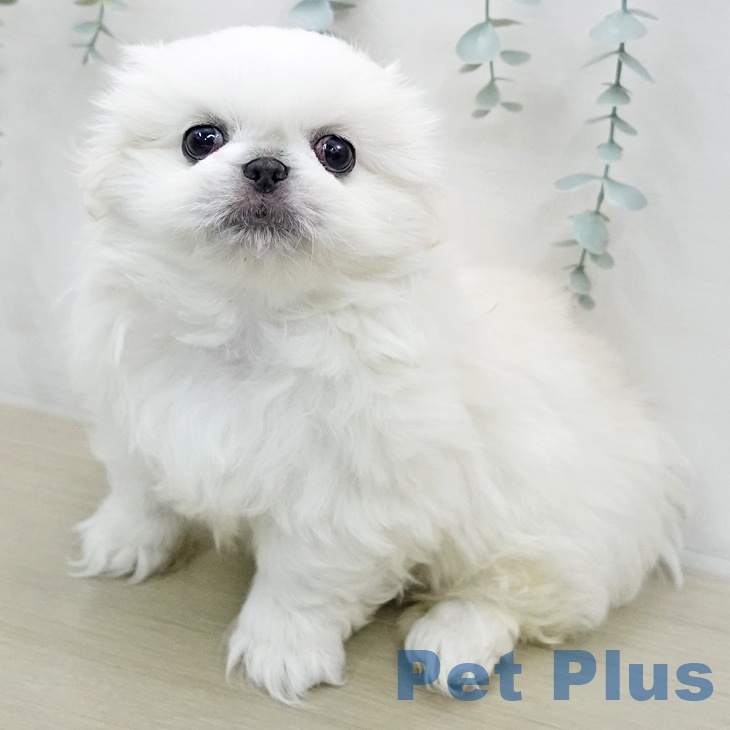 ペキニーズの写真2