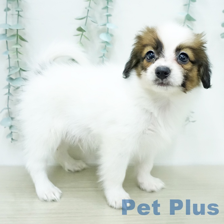 パピヨンの写真2