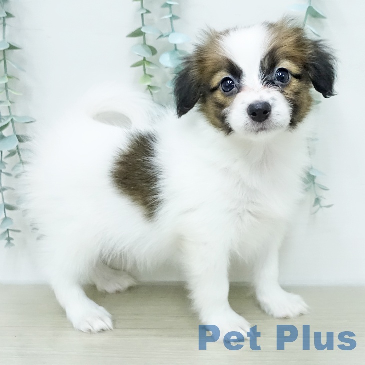 埼玉県のパピヨン (ペッツワン 新座店/2026年1月6日生まれ/女の子/ホワイトブラウン)の子犬の1枚目の画像