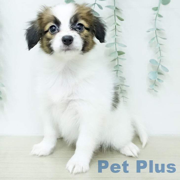 埼玉県のパピヨン (ペッツワン 新座店/2026年1月6日生まれ/女の子/ホワイトブラウン)の子犬の2枚目の画像