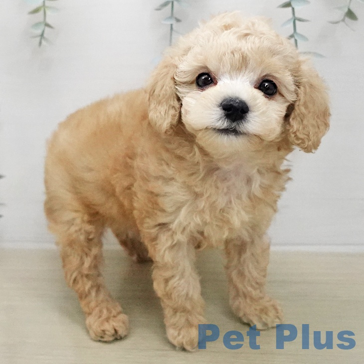 トイ・プードルの写真2